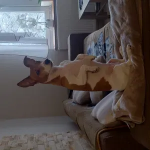 Petsitter, opieka nad każdym zwierzęciem!