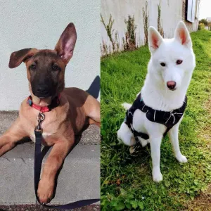 Aide a domicile / femme de ménage / repassage