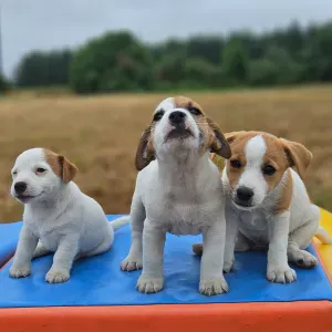 Petsitter diplômé de L'ACACED et pension familiale sans box 