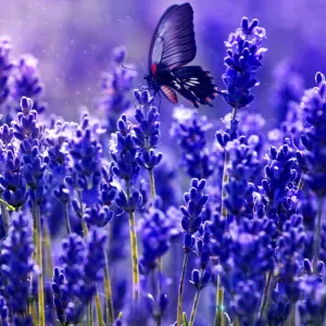 Femme de ménage en hôtellerie 