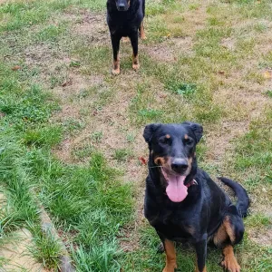 Recherche d'un pet-sitter pour une Beauceronne