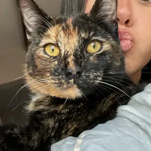 À la recherche de quelqu'un de confiance pour mon chat 