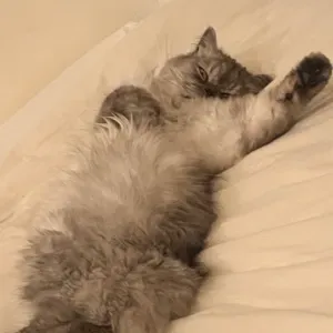À la recherche d'un cat  sitter ! ❤️