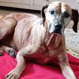 Chienne RHODESIAN promenade