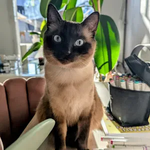 Recherche petsitter 