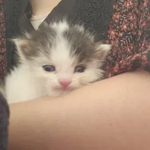 Baby sitter au près de jeune enfant 