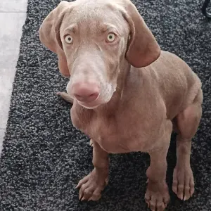 Gardes balades soins