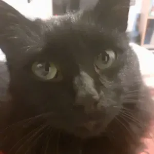 Pet-Sitter à Guérande Loire Atlantique