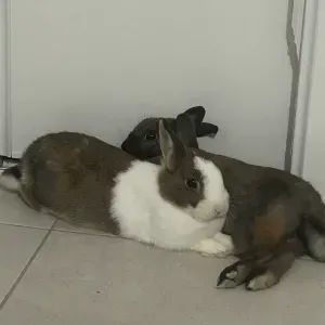 Etudiante amoureuse des animaux à Angers 