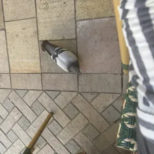 Femme de ménage responsable à Tours