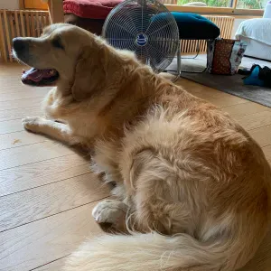 Recherche Petsitter