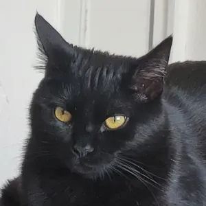 Recherche Cat-sitter - Garde chez le pet-sitter 