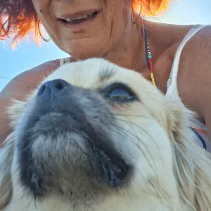 Retraitée disponible pour s occuper de votre chien 