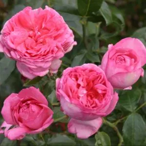 Ménage, location Airbnb,gardiennage régulier, occasionnel