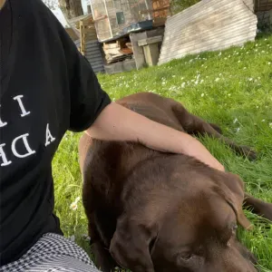 Le bien-être et la compagnie d'animaux me tiennent à cœur