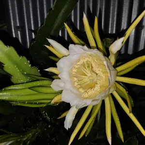 Femme de ménage avec expériences à la Réunion 