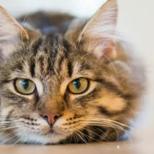 Addetta alle pulizie a brescia