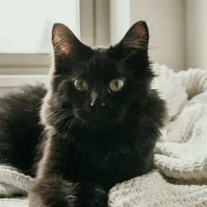 Poste pour un(e) cat-sitter - Petsitter à Chambourcy