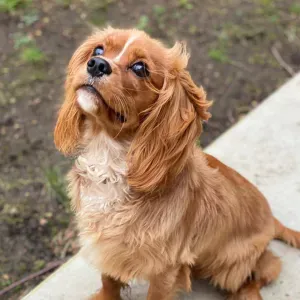 Procuro uma empregada doméstica em Montijo