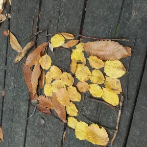 Aide ala personne âgée dans leur vie
