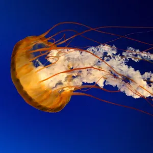 Offre d'emploi pour un(e) femme de ménage àNoisy-le-Grand