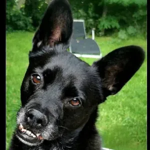 Petsitter pour mon loulou Charly 