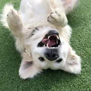 Avec moi les Animaux sont en Vacances ! 