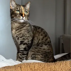 Pet - sisster sur Bordeaux mérignac 