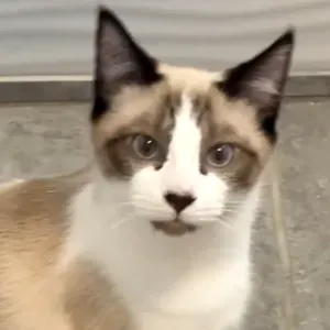 L'arche de Pierre/garderie, visite, promenade/ 86vienne