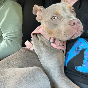 Recherche d'un pet-sister pour une durée de 4 jours