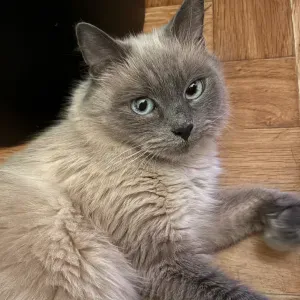 Recherche d'un pet sitter