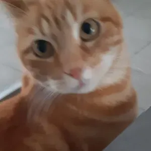 Pet Sitter en Savoie à Saint Pierre d Albigny 