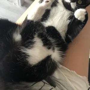 Bonjour je souhaite garder vos enfants après l'école