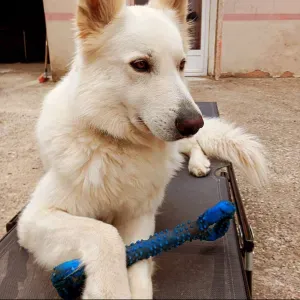 pet-sitter à bitche et rorbach-les-bitche