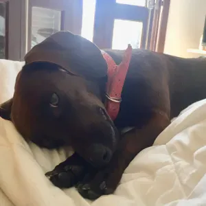 A procura de um cuidador para meu cão