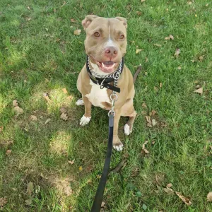 Pet -Sitter à Livry Gargan et alentours