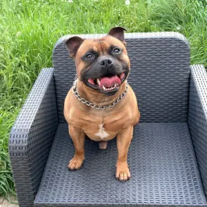 À la recherche d'un-e pet-sitter. 