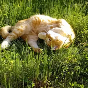 Garde d'animaux de confiance dans les landes 