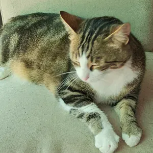 Recherche PET SITTER pour chatte de 4 ans à domicile