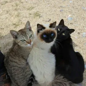 Jeune professeure d'anglais 