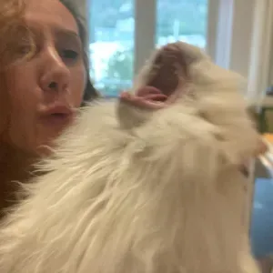 Pet sitting a Bellinzona a domicilio.