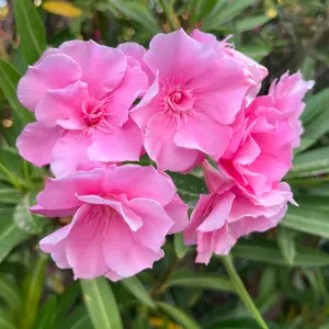 Soutien scolaire / garde d'enfant 