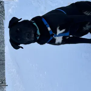 Garde chiens à domicile ou ballade 