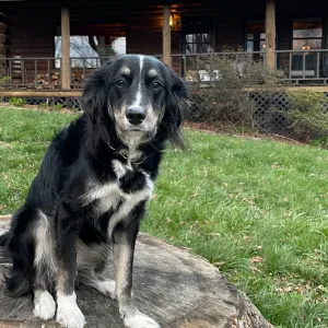 Looking for a dog sitter near Arroios