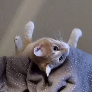 Pet Sister Orléans et agglomération 