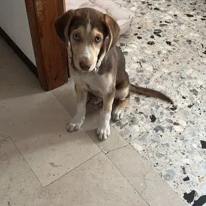 Cercasi Dogsitter Disponibile dal 18 al 25 Agosto, Urgente