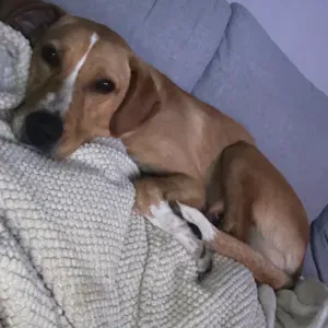 Procuro um petsitter perto de mim