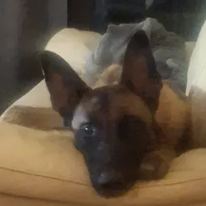Garde de notre malinois bo