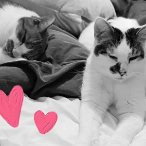 Aide aux devoirs primaire uniquement 