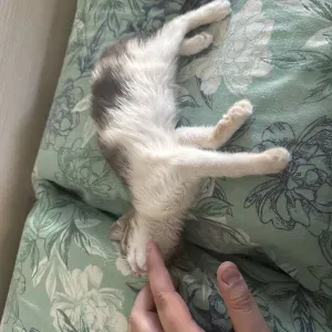 Pulizia villetta isola sacra